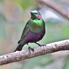 Emerald Starling 1825