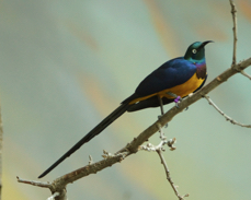 Golden-breasted Starling 5776