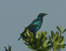 Starling Greater Blue-eared Glossy 9372