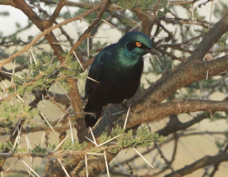 Starling Greater Blue-eared 0101