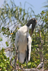 Wood Stork 1071