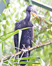 African Openbill Stork 1988