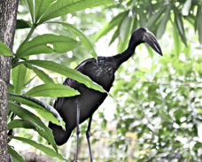 African Openbill Stork 1969