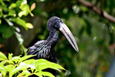 African Openbill Stork 2079