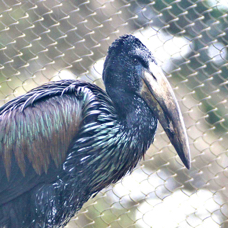 African Open-billed Stork 2185