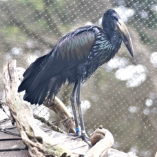 African Open-billed Stork 2186