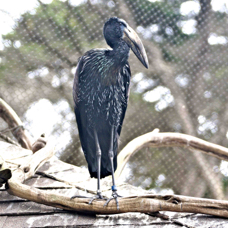 African Open-billed Stork 2284
