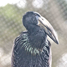 African Open-billed Stork 2296