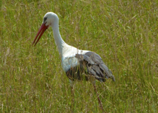 Stork White 8232
