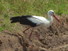 Stork White 38224