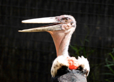 Marabou Stork 4637