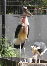 Marabou Stork 4622