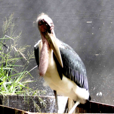 Marabou Stork 4608
