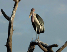 Stork Marabou 0054
