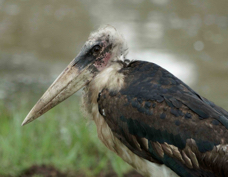 Stork Marabou 7446