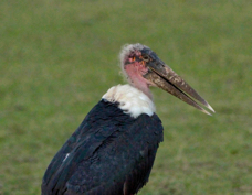Stork Marabou