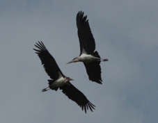 Stork Marabou 2598