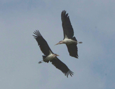 Stork Maribou 7333