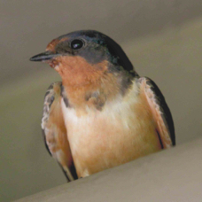 Barn Swallow 7359