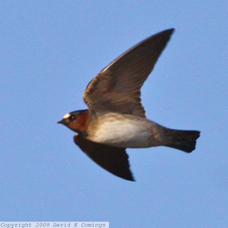 Cliff Swallow 9478