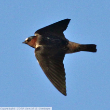 Cliff Swallow 9483