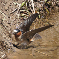 Cliff Swallow 2373