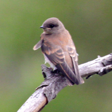 Northern Rough Winged Swallow 6228