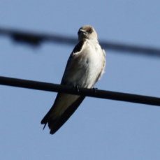 Northern Rugh-winged Swallow 4711