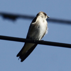 Northern Rugh-winged Swallow 4716