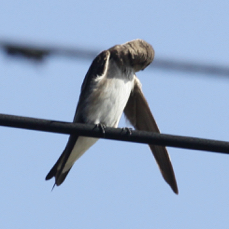 Northern Rugh-winged Swallow 4728