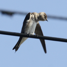 Northern Rugh-winged Swallow 4729