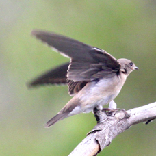 Northern Rough Winged Swallow  6216