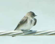 Northern Rough-winged Swallow 0812