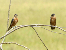 Swallow Rufous-chested 0081