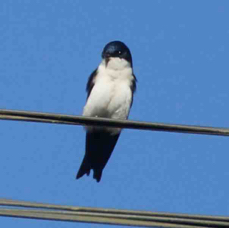Swallow Blue-and-white 0945