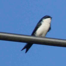 Swallow Blue-and-white 0944