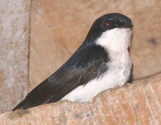 Swallow Blue-and-white 7078