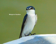 Mangrove Swallow 2475 l