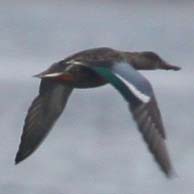 Blue-winged Teal 1255 194