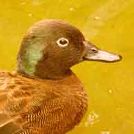 Campbell Island Teal 4383 194