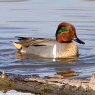Green-winged Teal 0290 194