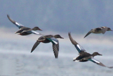 Blue-winged Teal 1257