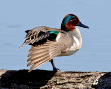 Green-winged Teal 5781