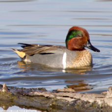 Green-winged Teal 0290