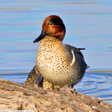 Green-winged Teal 0302