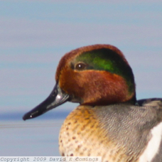 Green-winged Teal 0307