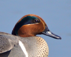 Green-winged Teal 5773