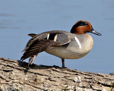 Green-winged Teal 5772
