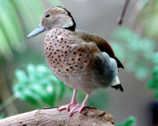 Ringed Teal 5622