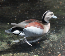 Ringed Teal-389